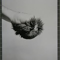 1973, 180×130 mm, fotografie, feritové magnety-ruce, sig.