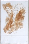 1970, 270×170 mm, reliéfní tisk, stopa rzi po železných pilinách, papír, Stopa magnetu, sig.