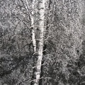 1980, 40 × 302 mm, provázek, fotografie