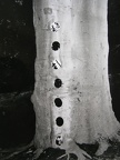 1995, prům. 37 cm, zrcadlo, strom, Protilehlé souvislosti, A