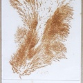 1970, 270×170 mm, reliéfní tisk, stopa rzi po železných pilinách, papír, Stopa magnetu, sig.