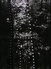 1977, 400 × 302 mm, perforace, fotografie