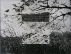 1977, 294 × 379 mm, raznice, fotografie, lepenka