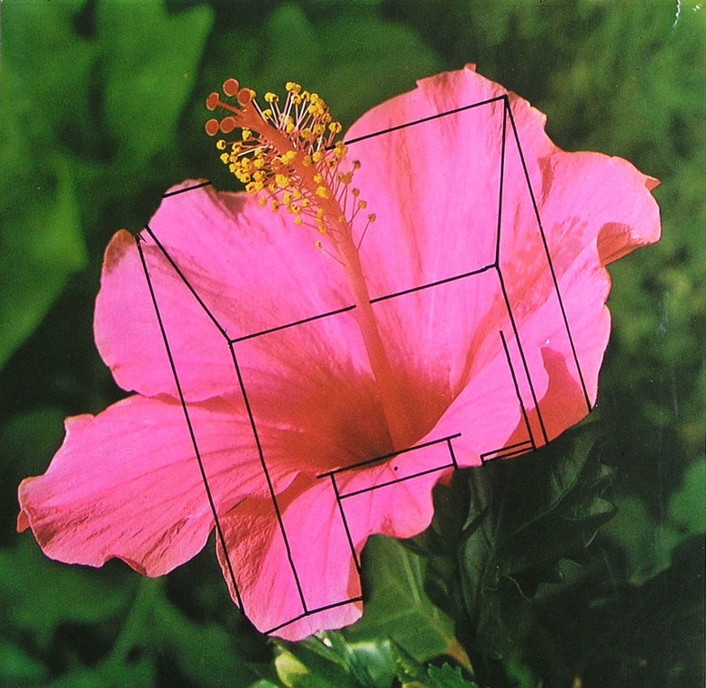 1973, 185 × 190 mm, tuš, reprodukce