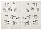 2007, 2010, 500×700 mm, dekalk, tuš, tužka, akryl, papír