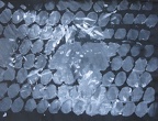 2009, 500×645 mm, šablona, akryl, papír